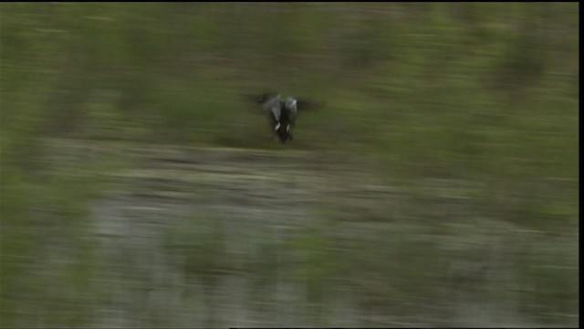 Blue-winged Teal - ML404439