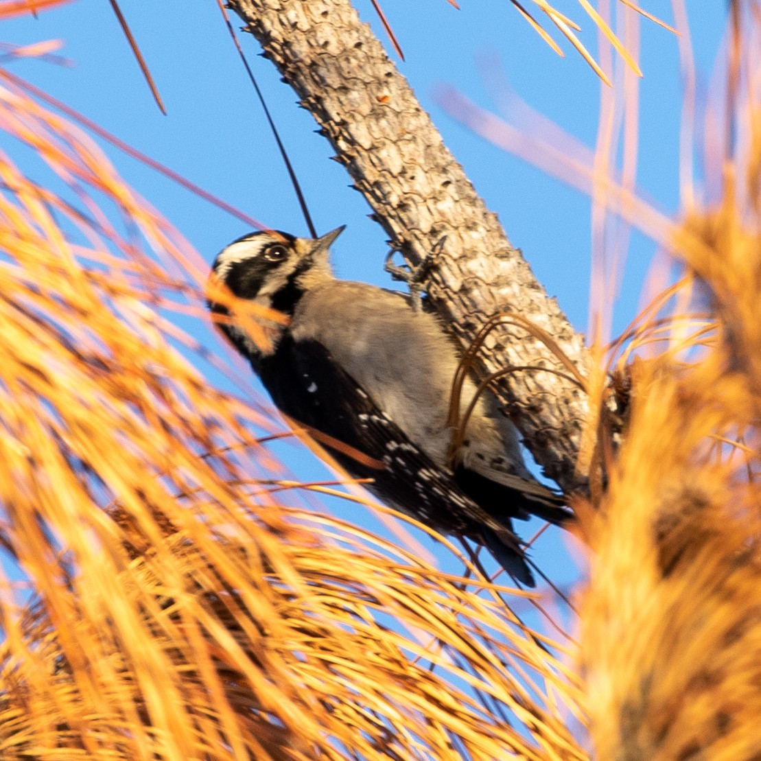 Downy Woodpecker (Pacific) - ML404440001