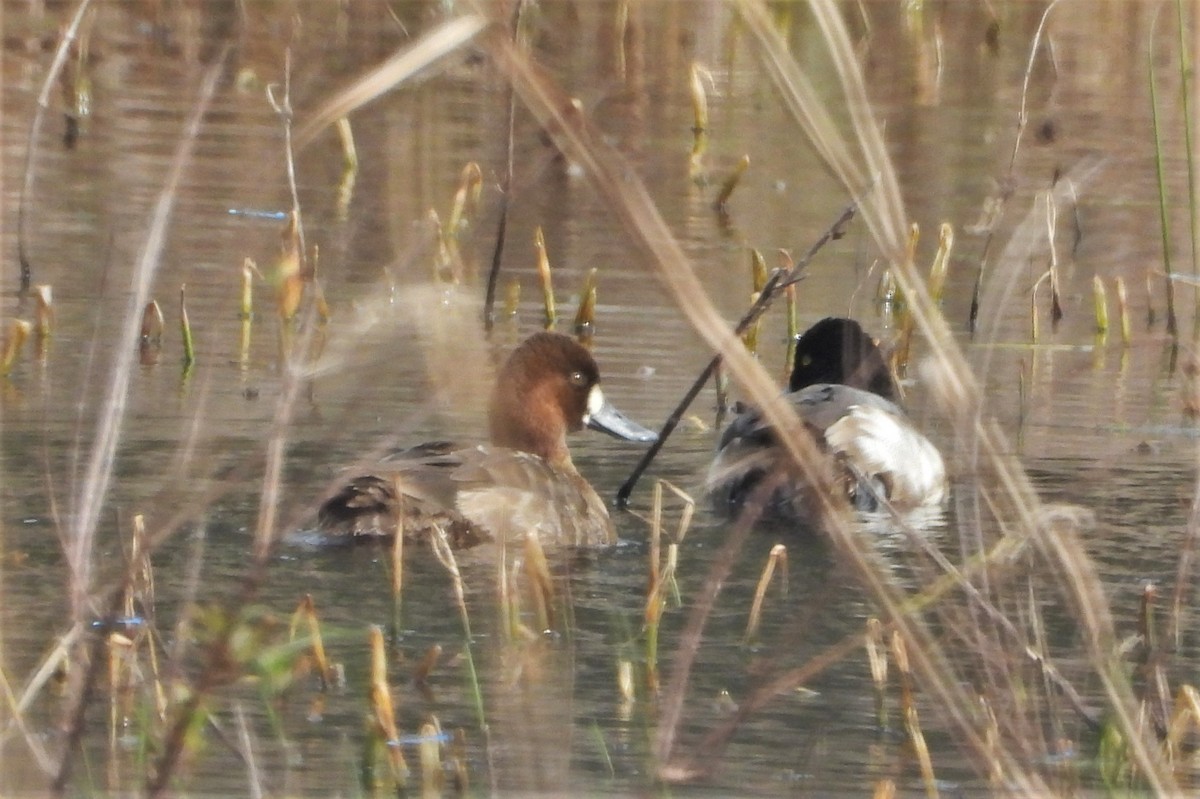 Lesser Scaup - ML404440021