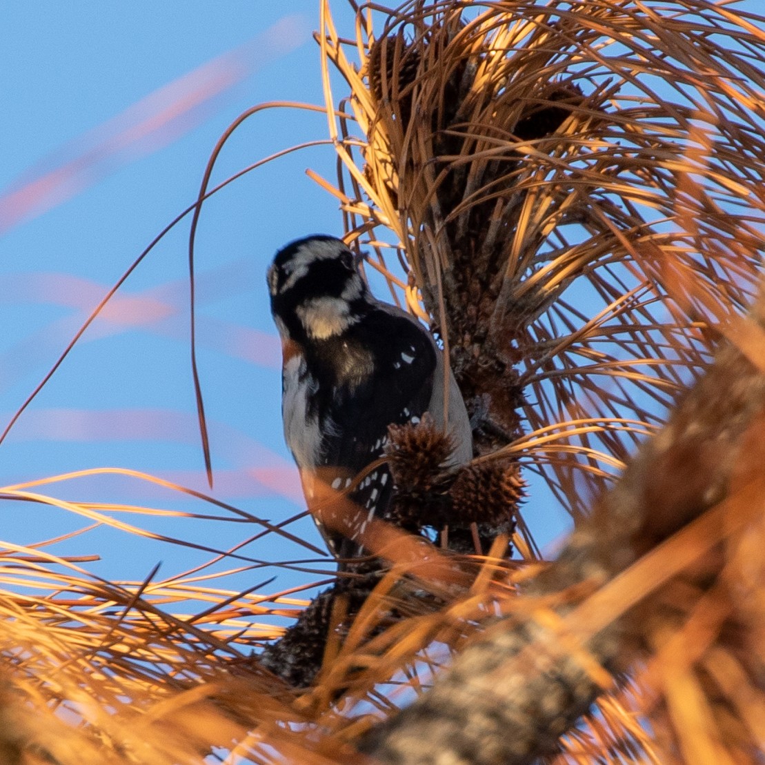 Downy Woodpecker (Pacific) - ML404440091