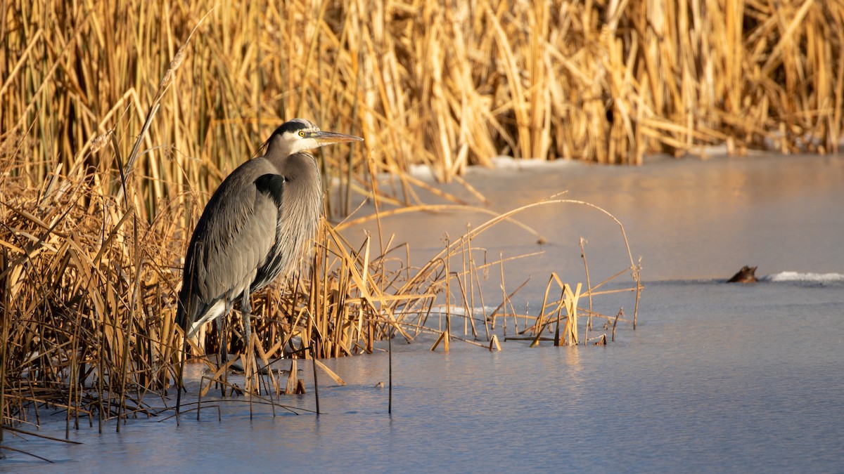Great Blue Heron - ML404440461