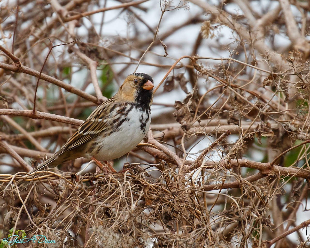 Harris's Sparrow - ML404444781