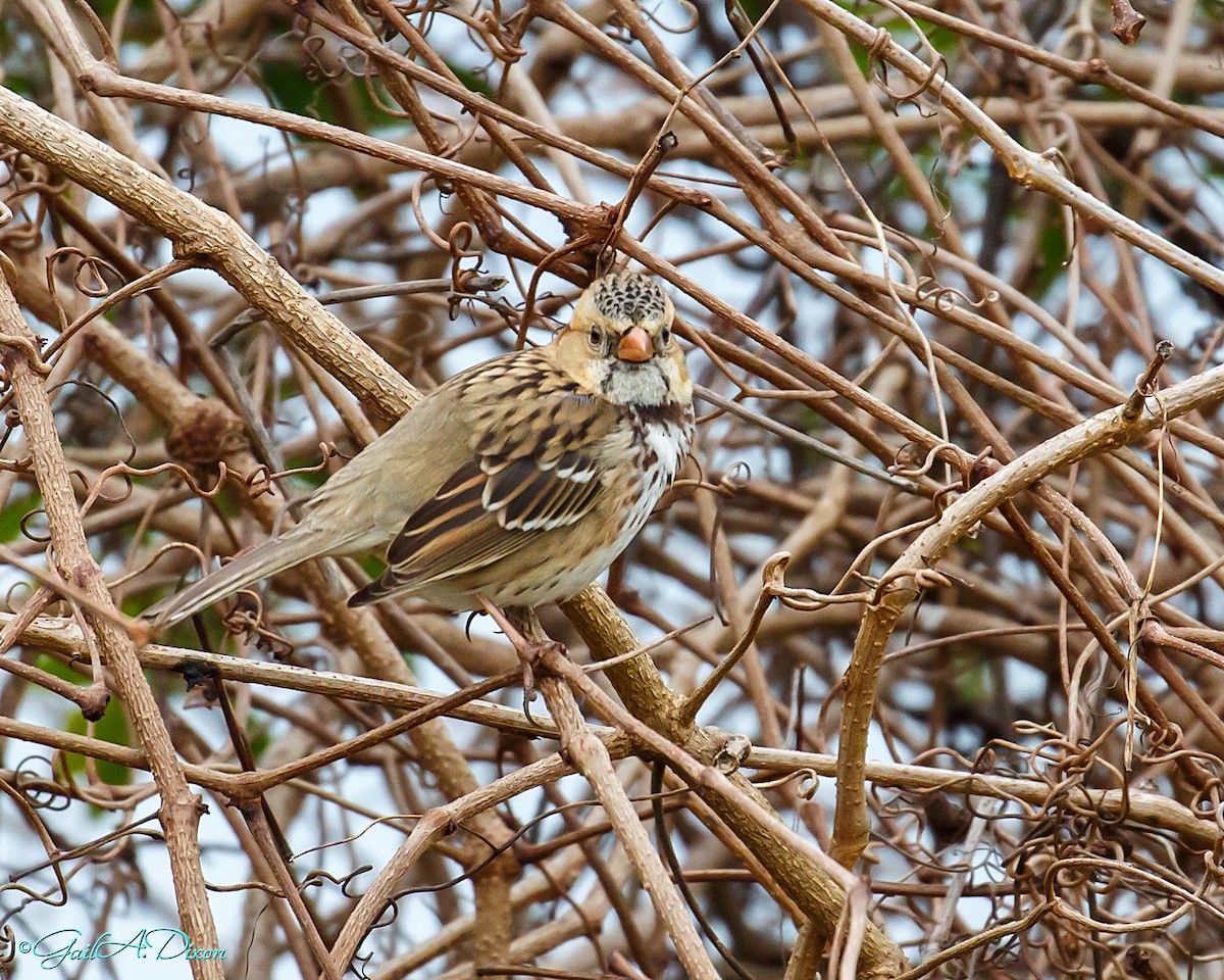 Harris's Sparrow - ML404444801