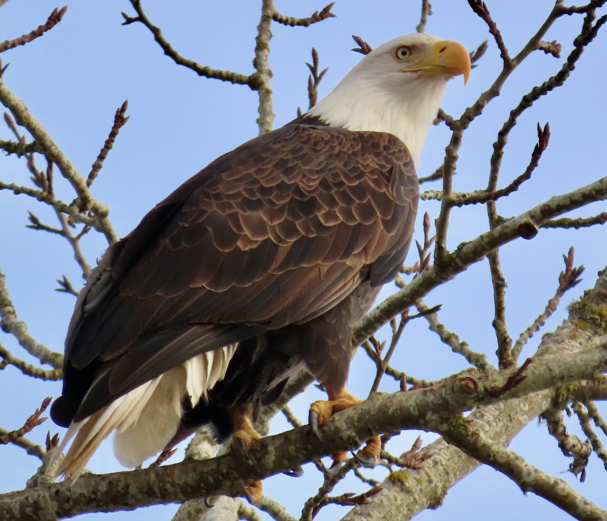 Bald Eagle - Leslie Schweitzer