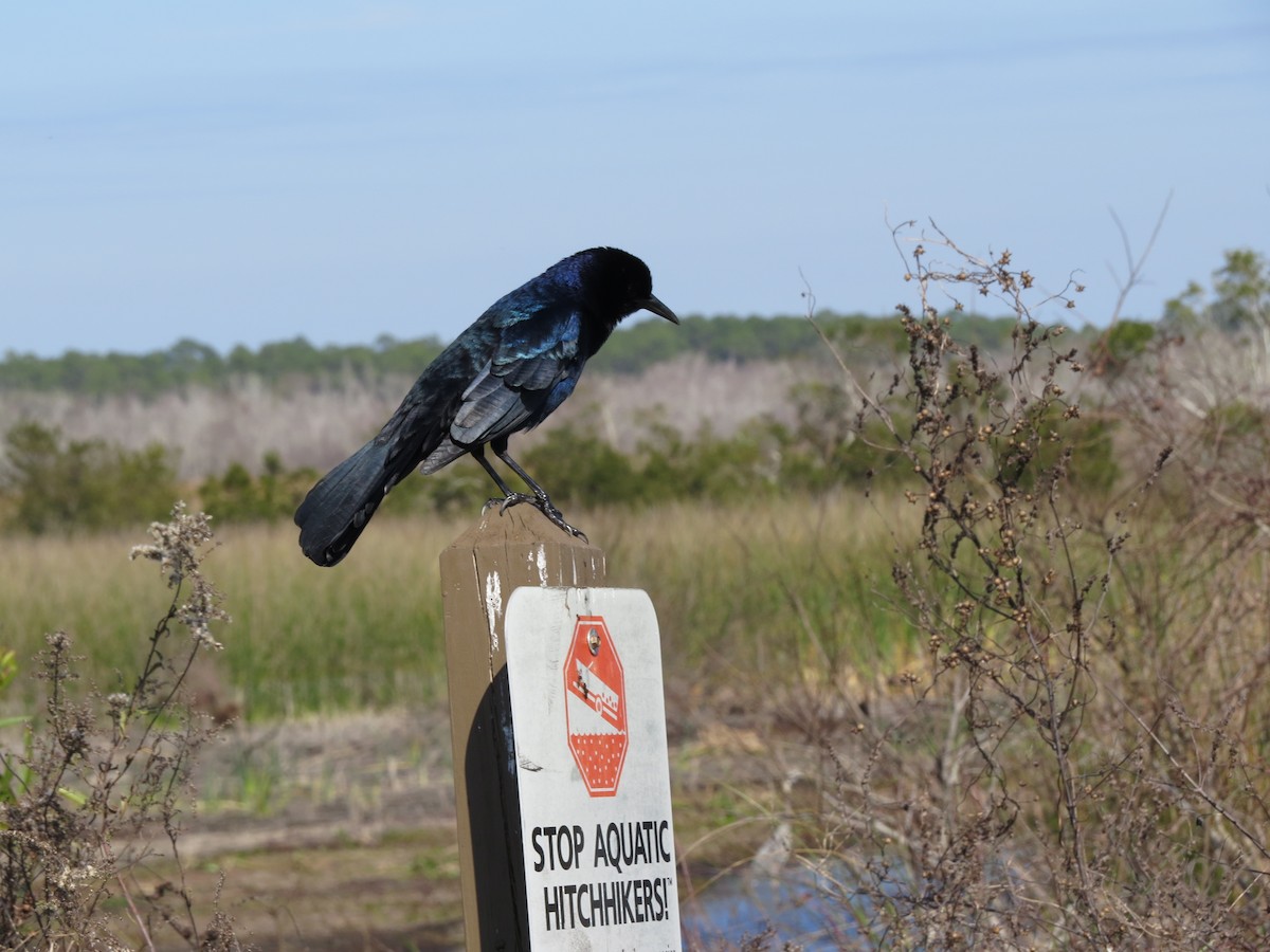 Boat-tailed Grackle - ML404448621
