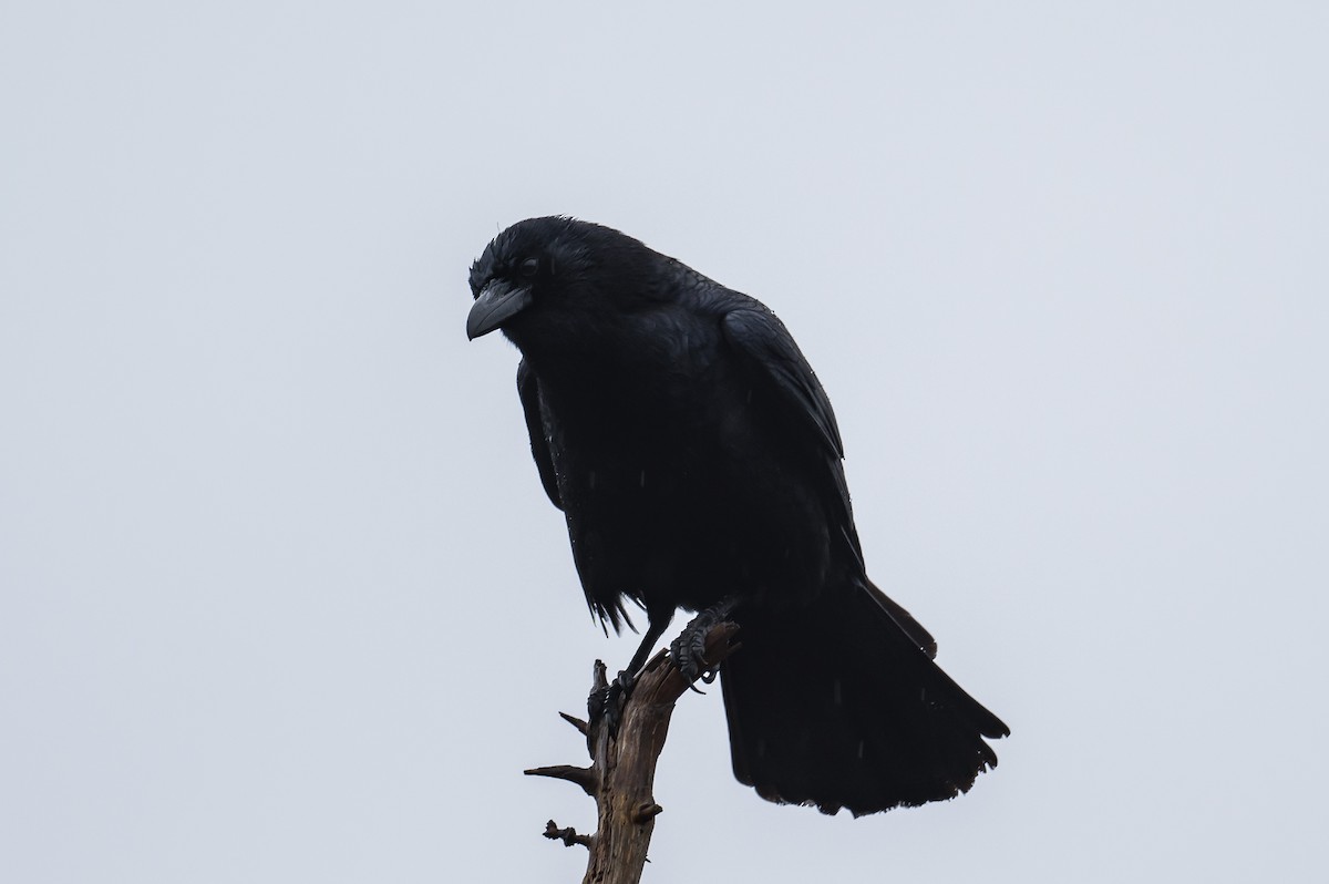 American Crow - ML404449281