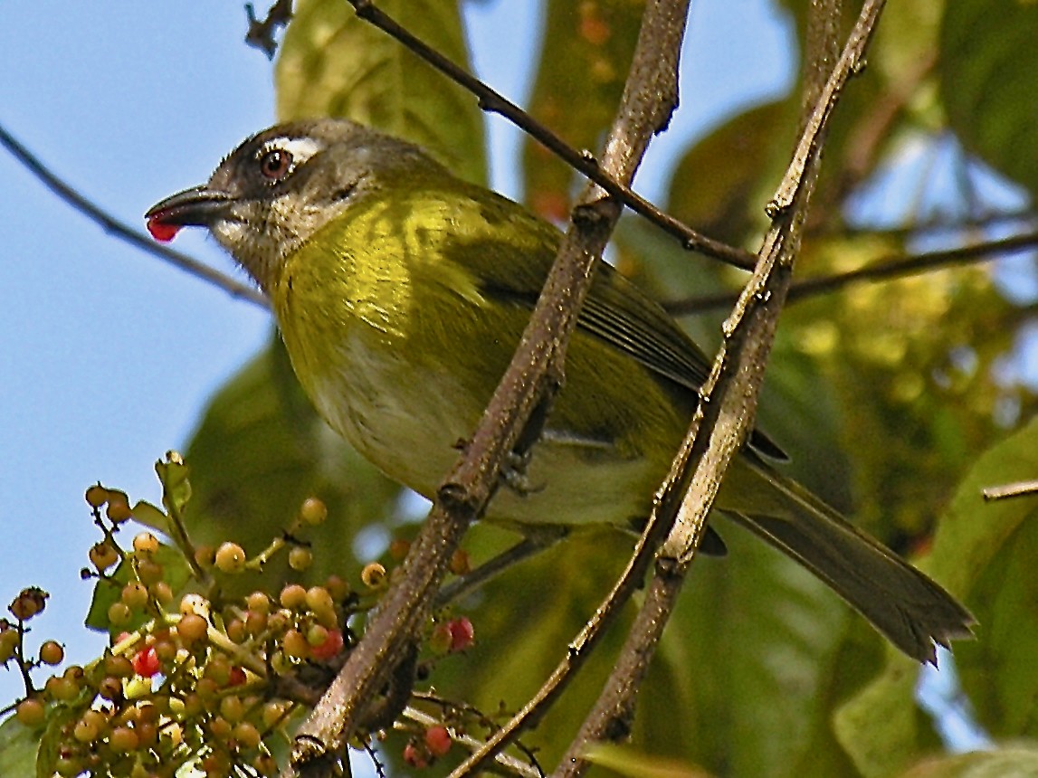 Common Chlorospingus - ML404450421