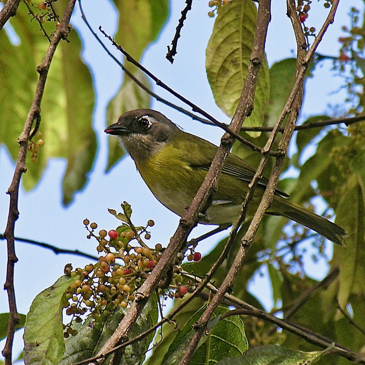 Common Chlorospingus - ML404450431