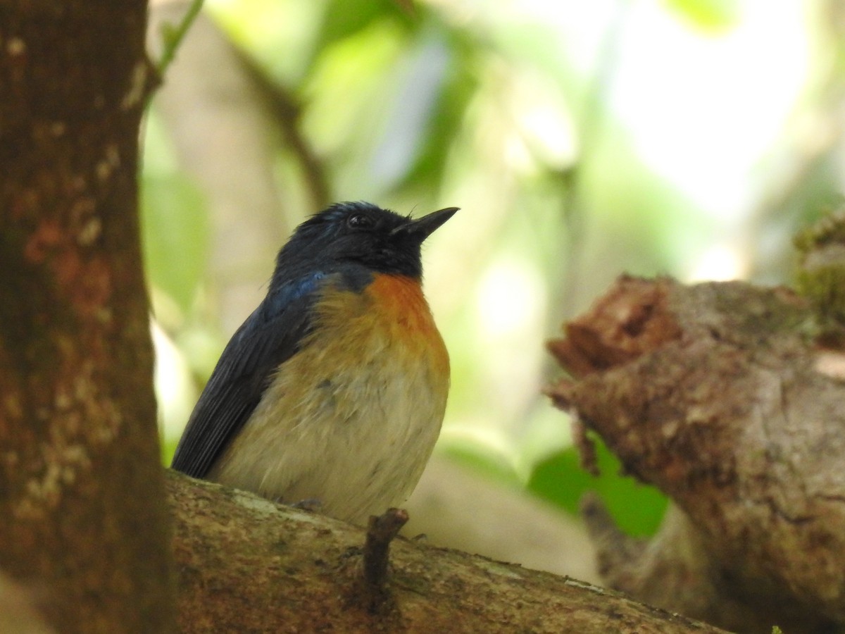 Blue-throated Flycatcher - Nishad Eshaal