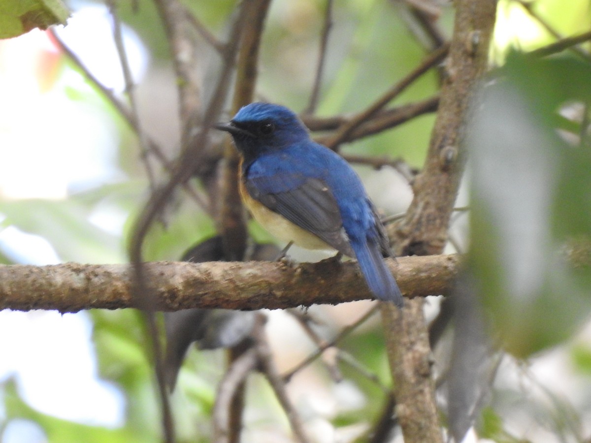 Blue-throated Flycatcher - ML404450521