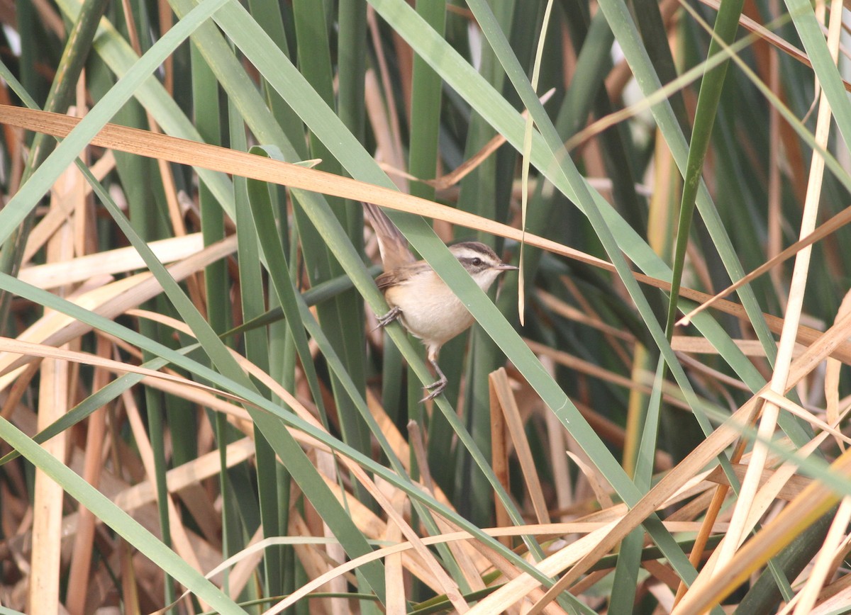 Moustached Warbler - Gowthama Poludasu