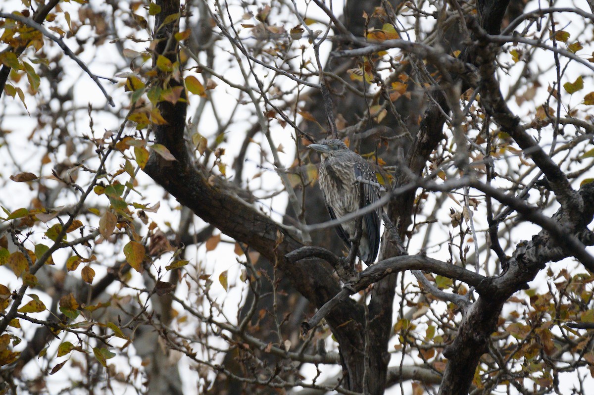 Yellow-crowned Night Heron - Cameron Hunter