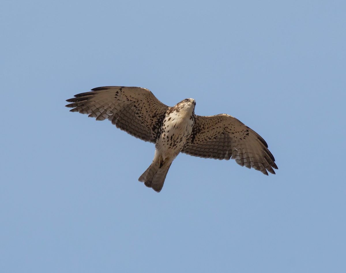 White-throated Hawk - ML404452781