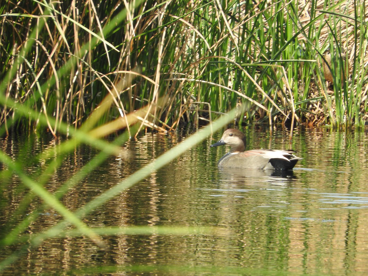 Gadwall (Common) - ML404455151