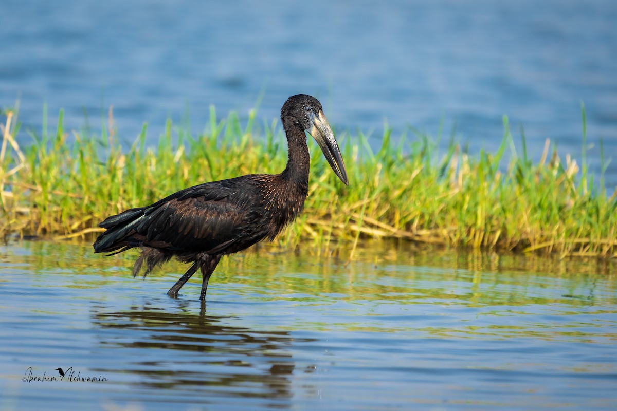 African Openbill - ML404456921