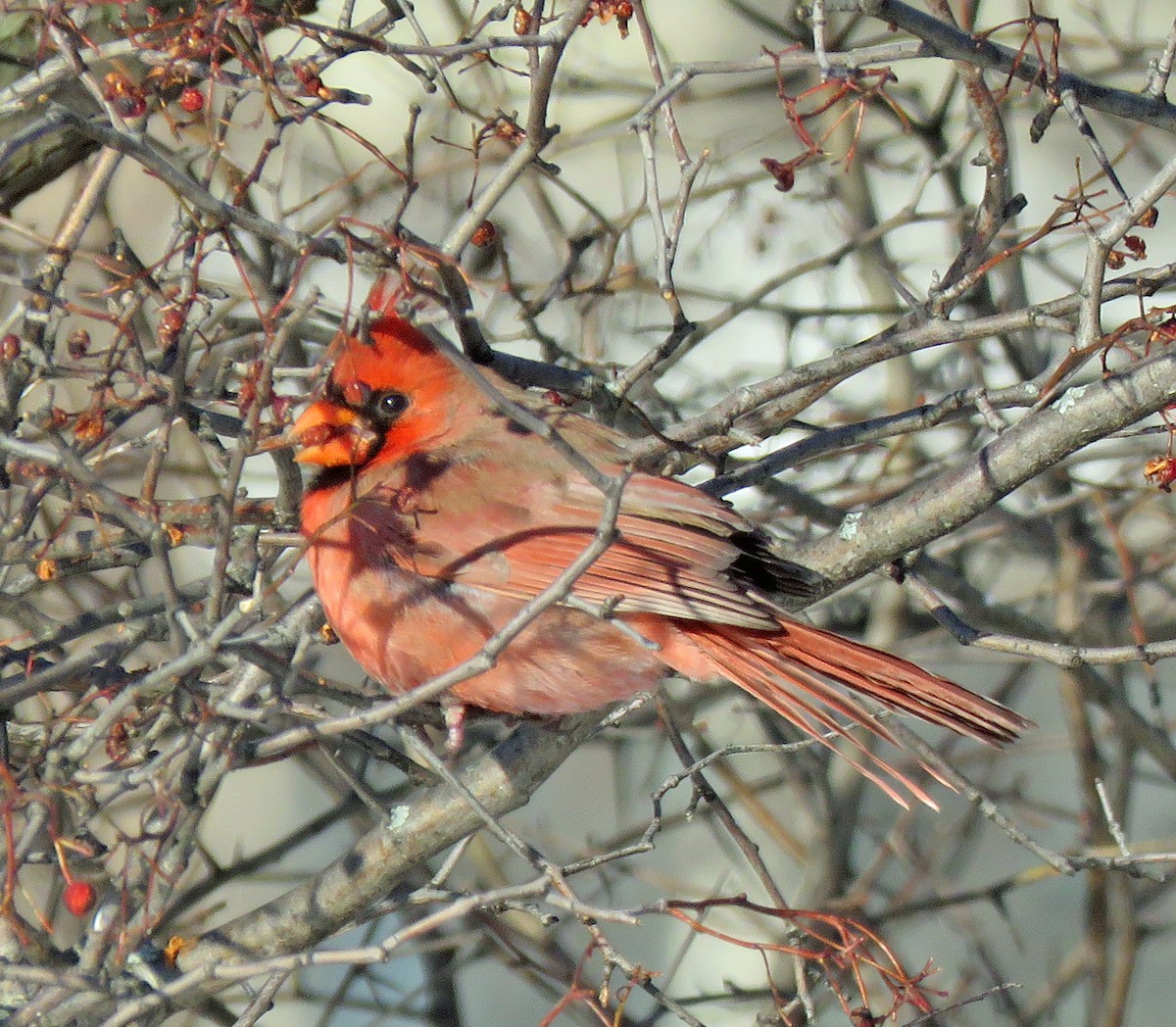 Northern Cardinal - ML404457641