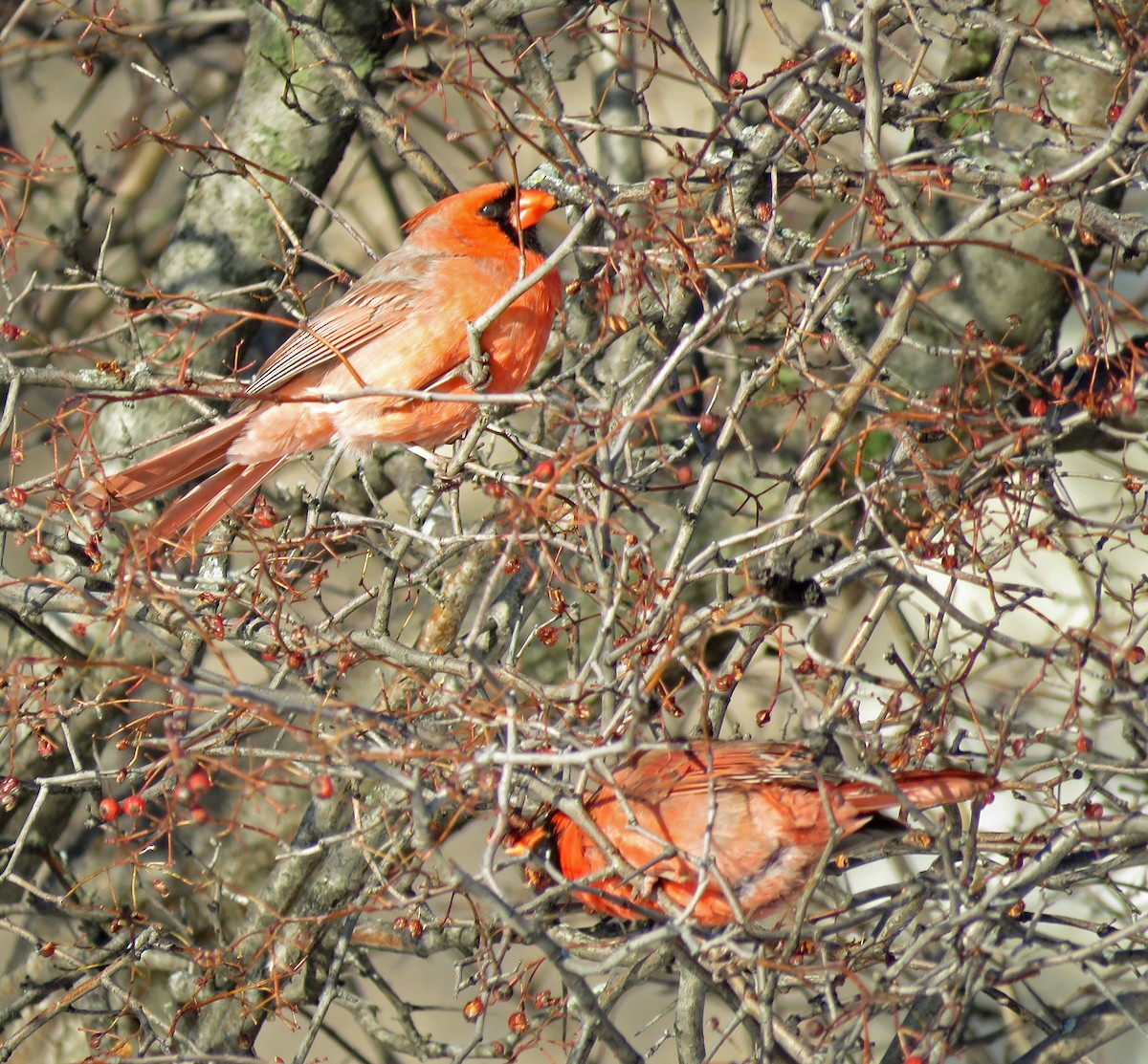 Northern Cardinal - ML404457701