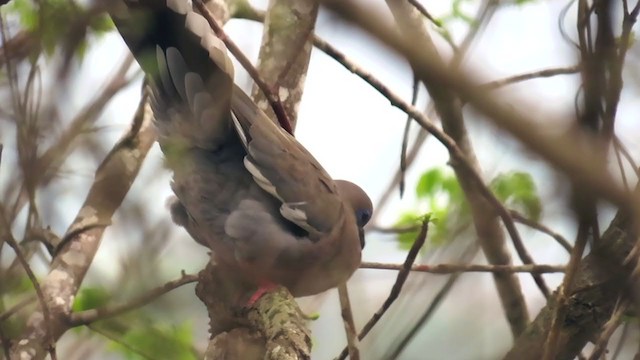 West Peruvian Dove - ML404457961