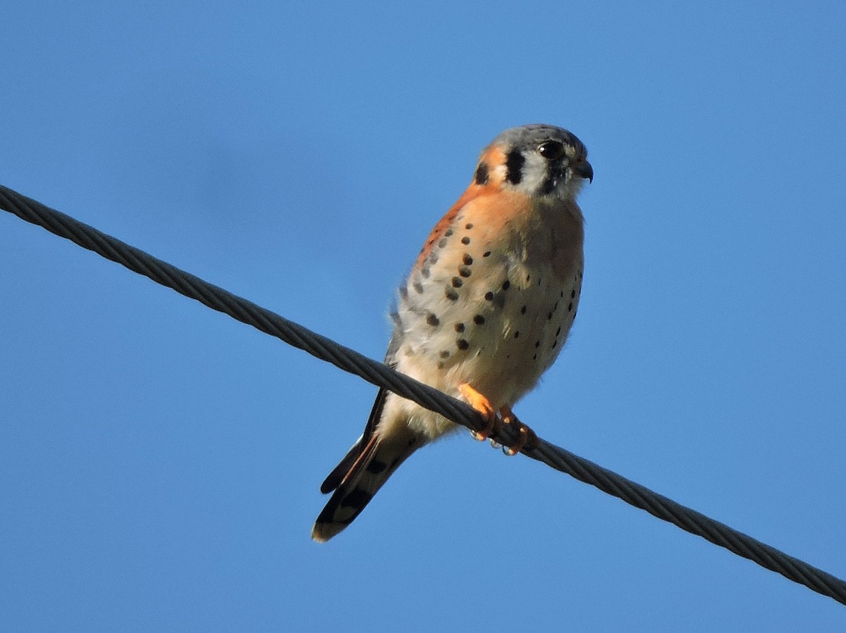 American Kestrel - ML40445891