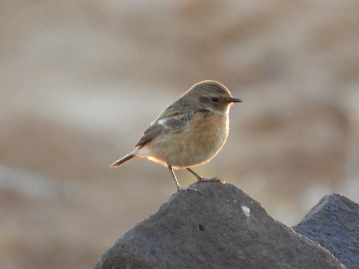 eBird Checklist - 10 Jan 2022 - Azraq Wetland Reserve - 5 species