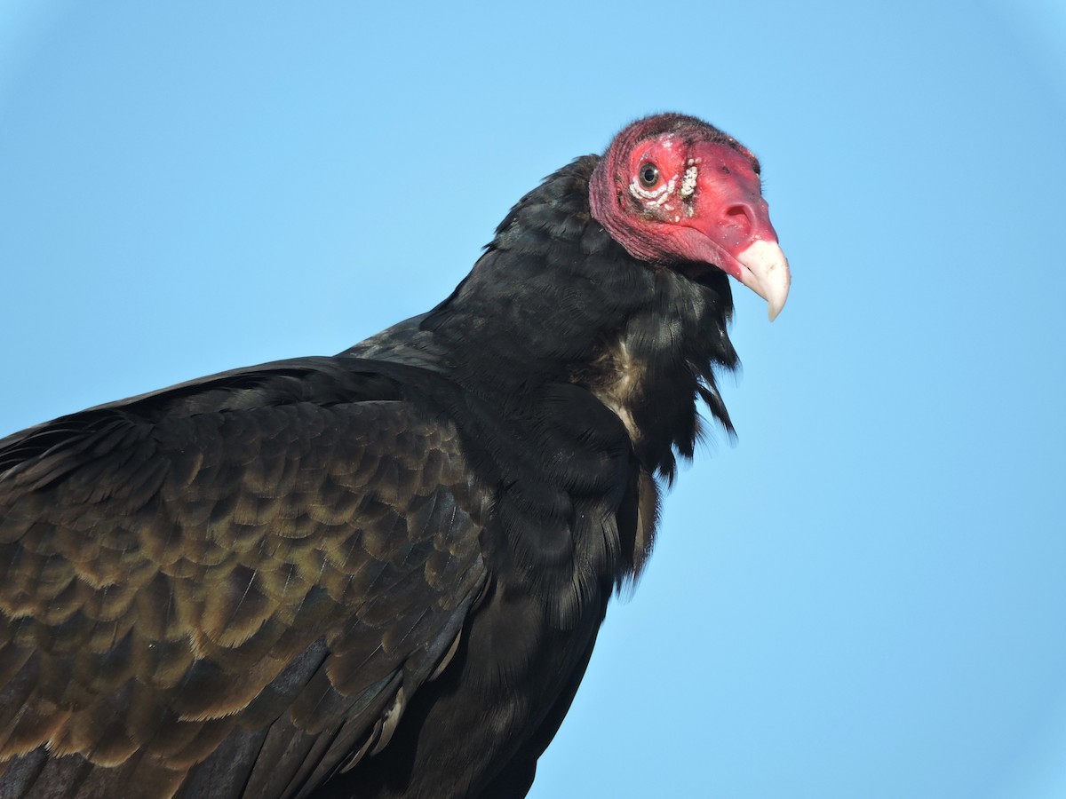 Turkey Vulture - ML40445931