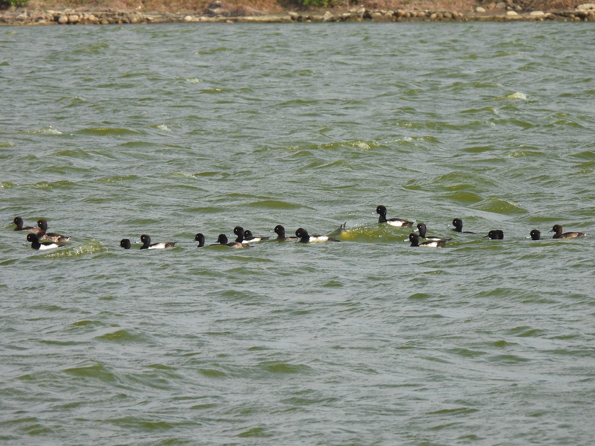 Tufted Duck - ML404461231