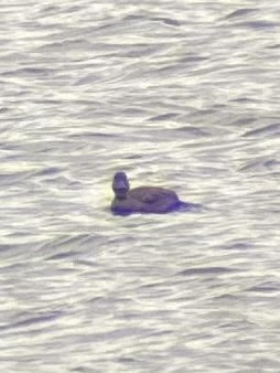 Black Scoter - ML404461361