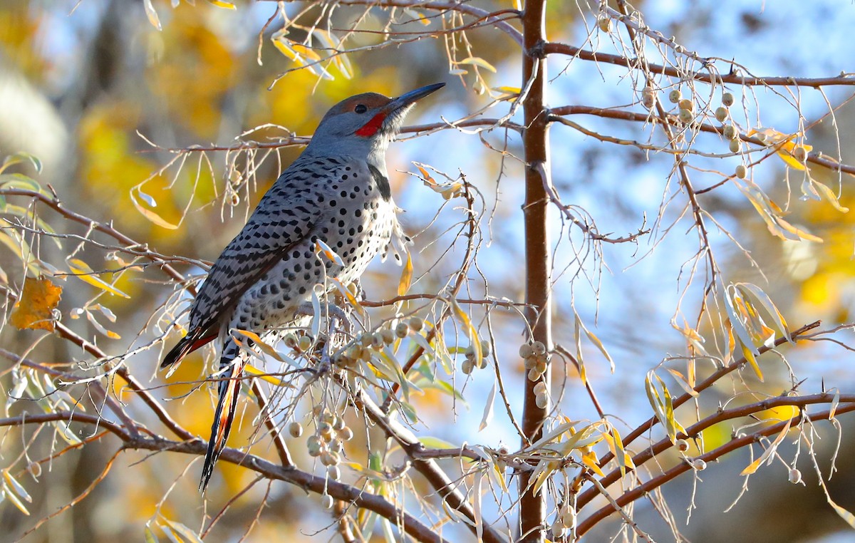 Northern Flicker (Red-shafted) - Chris McCreedy - no playbacks