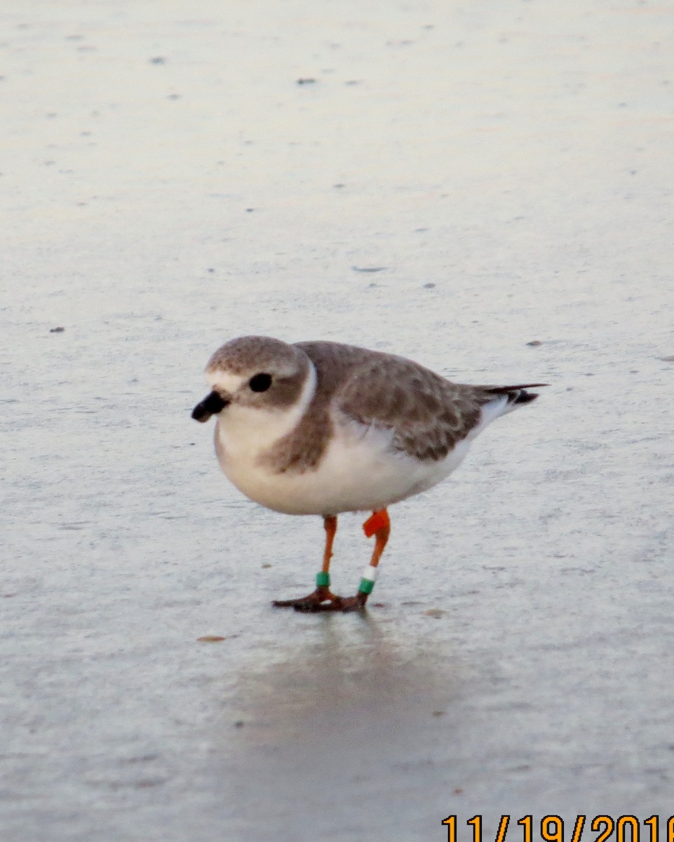 Piping Plover - ML40446611