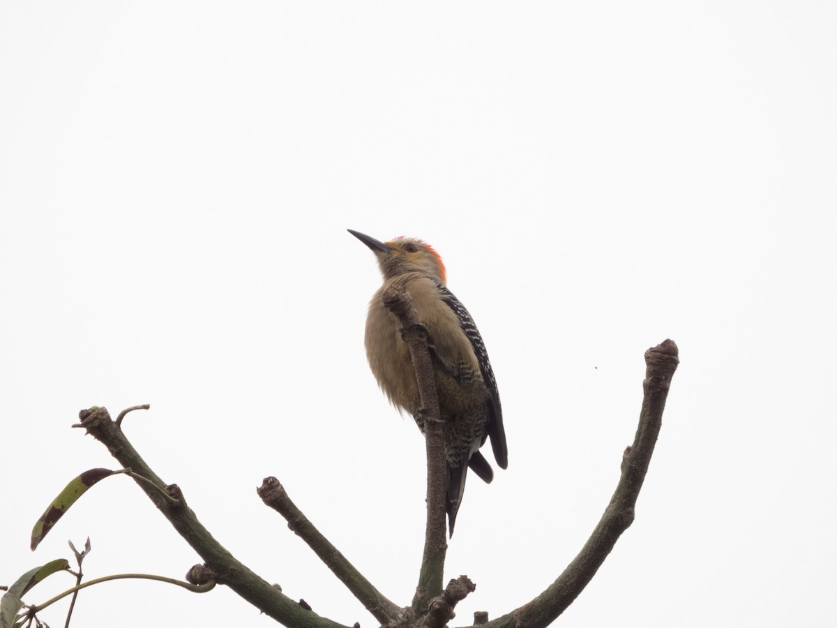 Golden-fronted Woodpecker - ML404468241