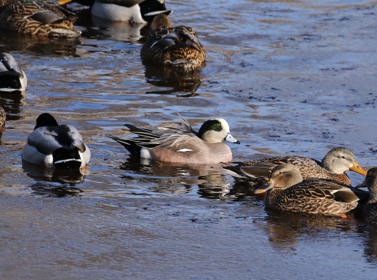 American Wigeon - ML404468291