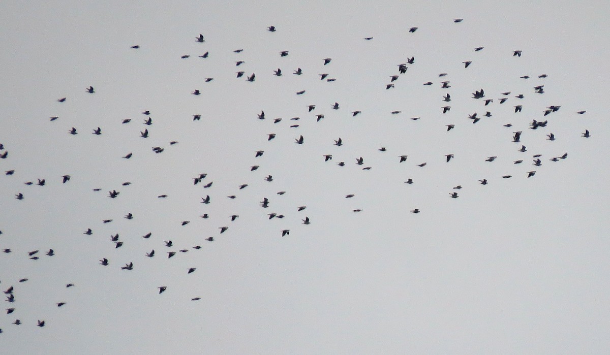 Common Wood-Pigeon - ML404469651