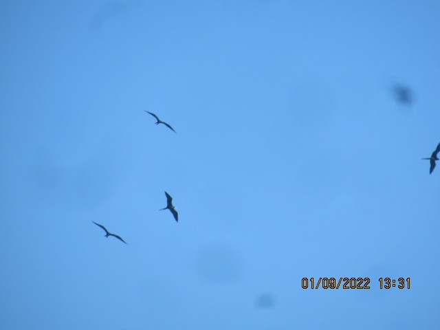 Magnificent Frigatebird - ML404470531