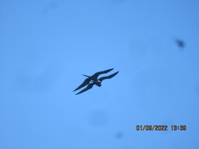 Magnificent Frigatebird - ML404470541