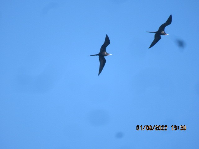 Magnificent Frigatebird - ML404470551