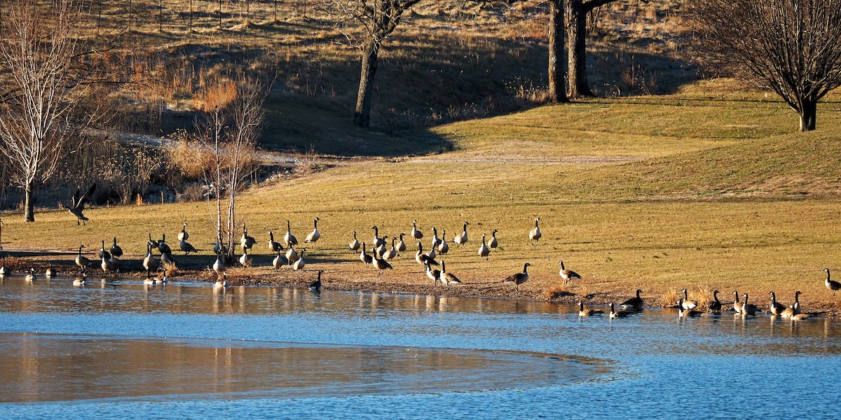 Canada Goose - Gary Mueller