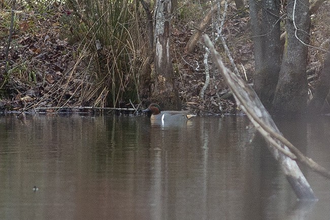 Green-winged Teal (American) - Martin Wall