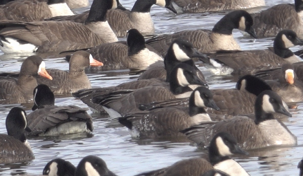 Greater White-fronted Goose - Mark Haindfield