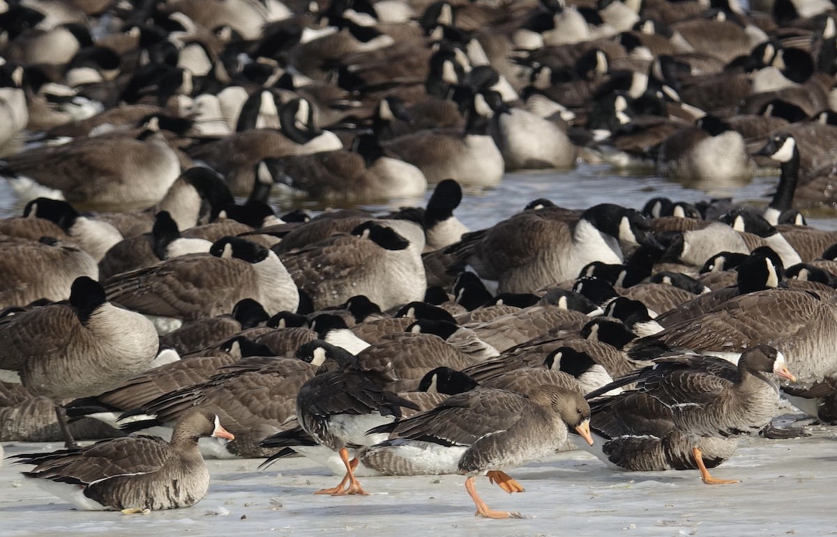 Greater White-fronted Goose - Mark Haindfield