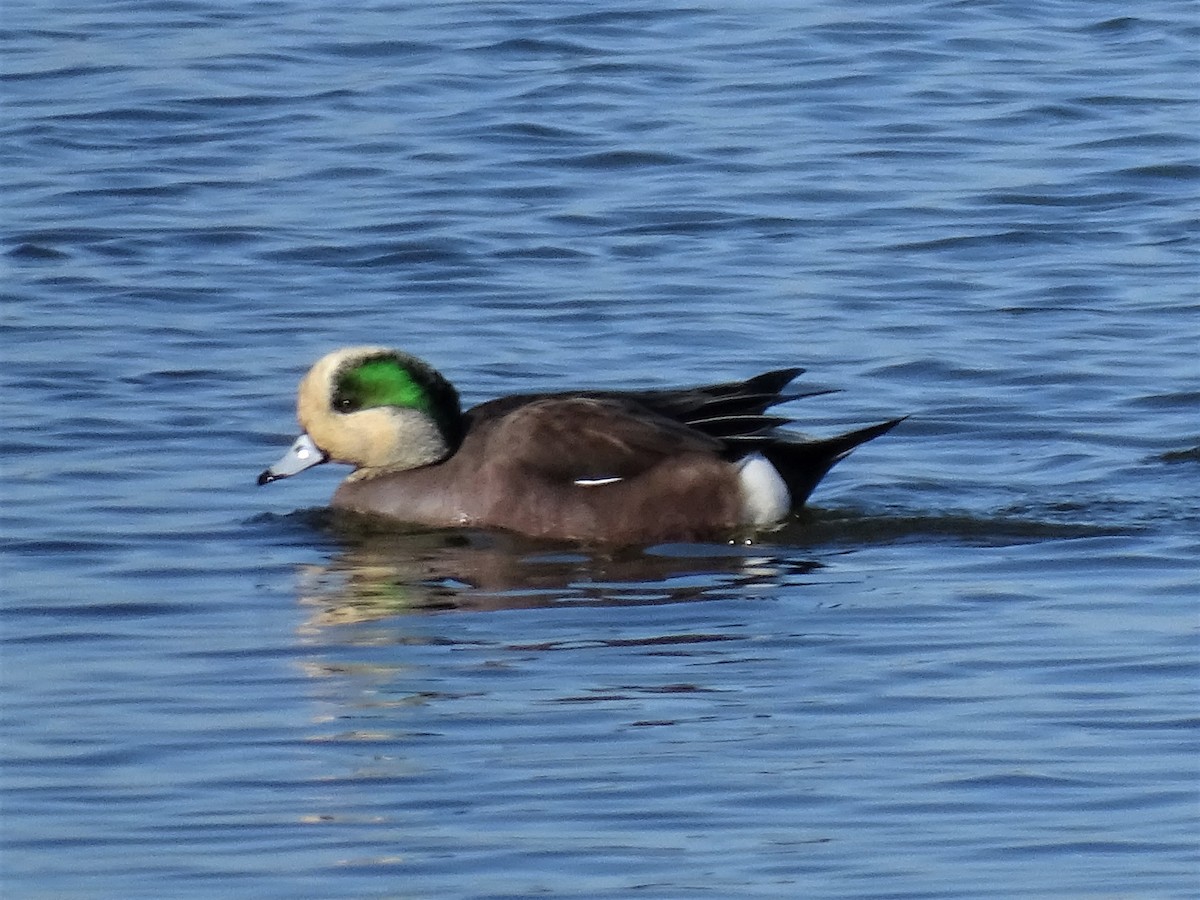 American Wigeon - ML404475811