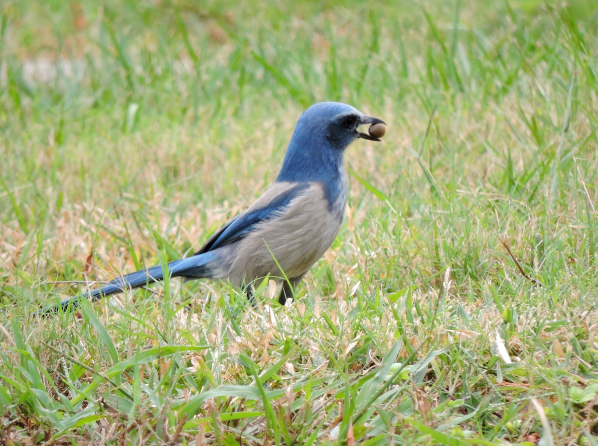 Florida Scrub-Jay - ML40447601