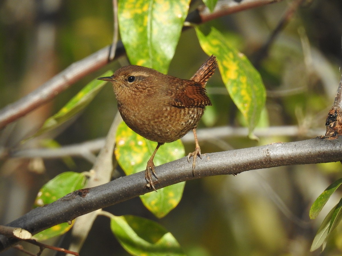 Pacific Wren - Bob Nieman