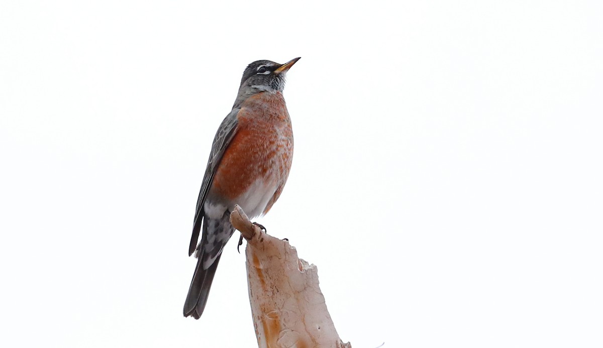 American Robin - ML404478941