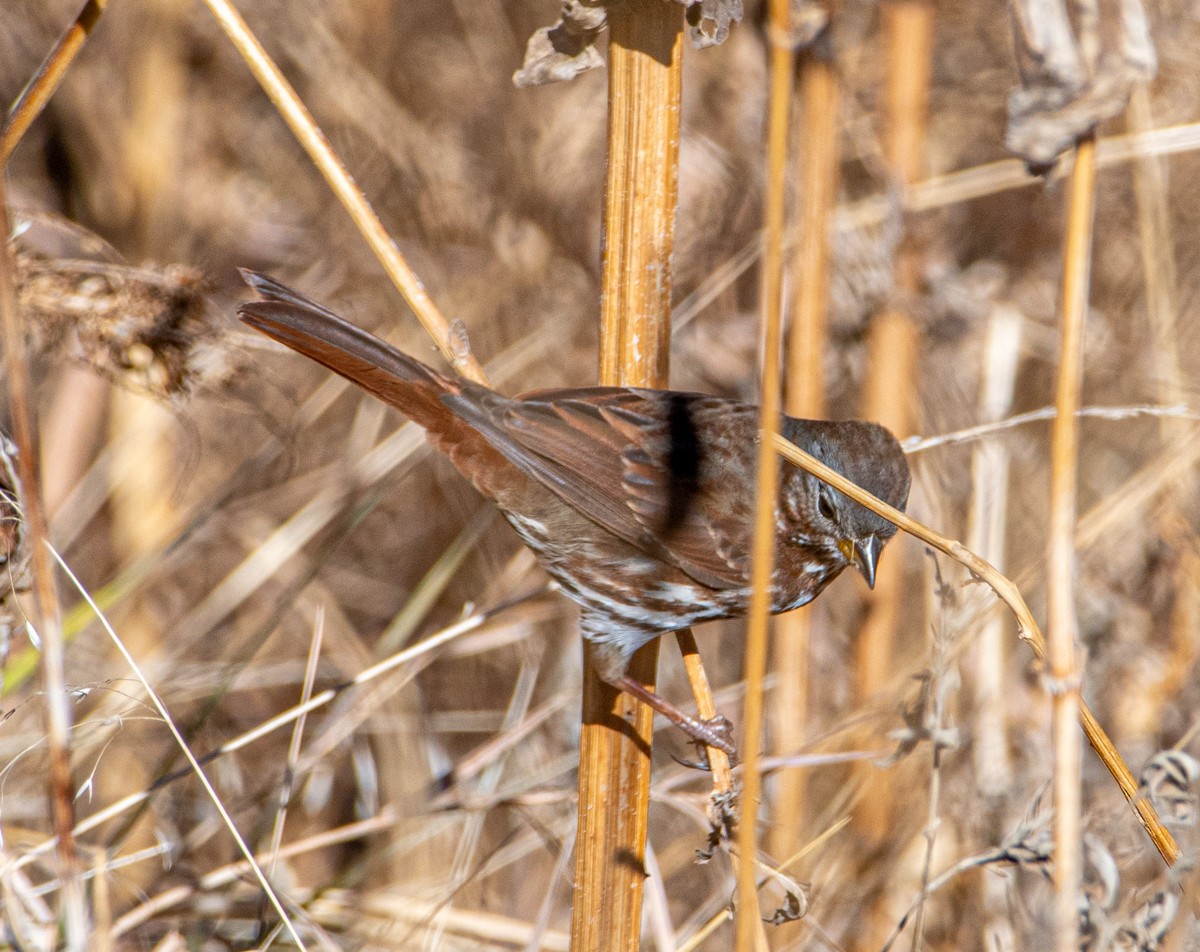 Fox Sparrow - ML404479791