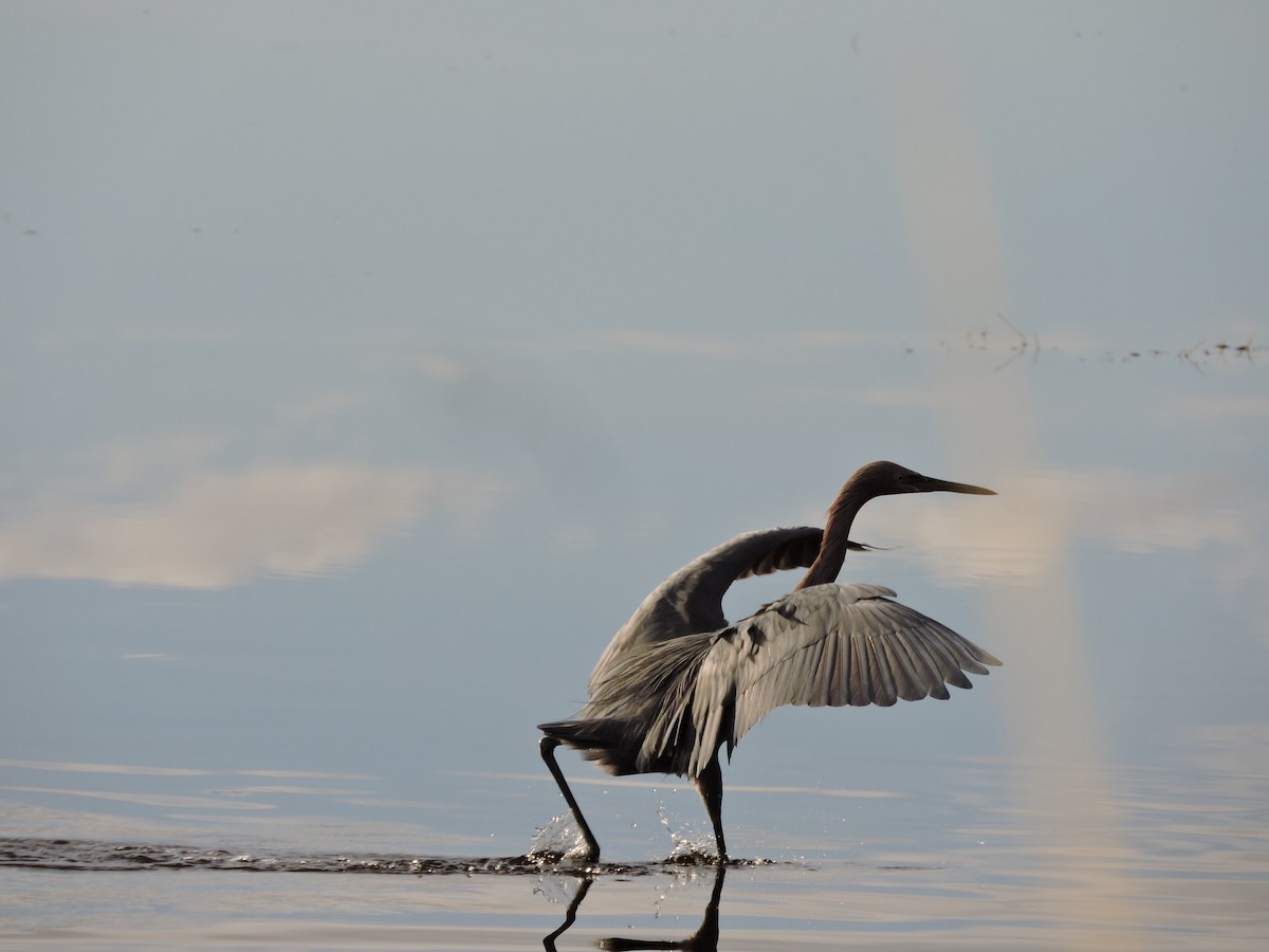 Reddish Egret - S. K.  Jones