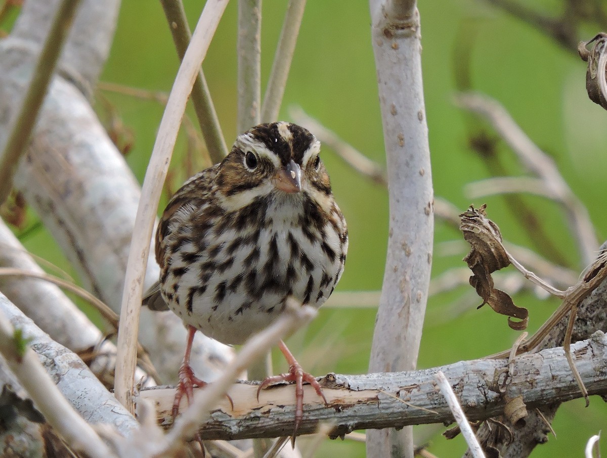 Savannah Sparrow - S. K.  Jones