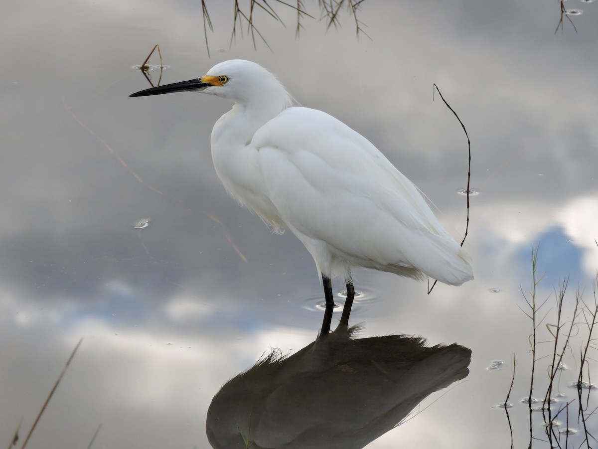 Snowy Egret - ML40448241