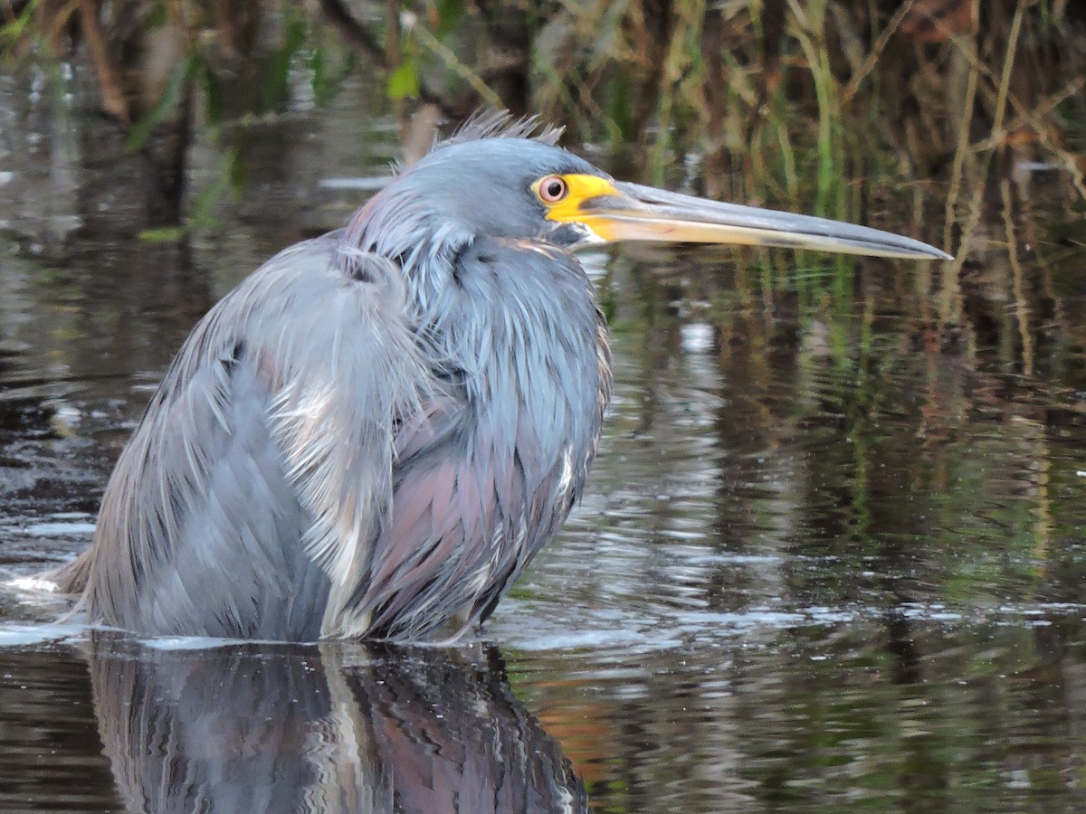 Tricolored Heron - S. K.  Jones