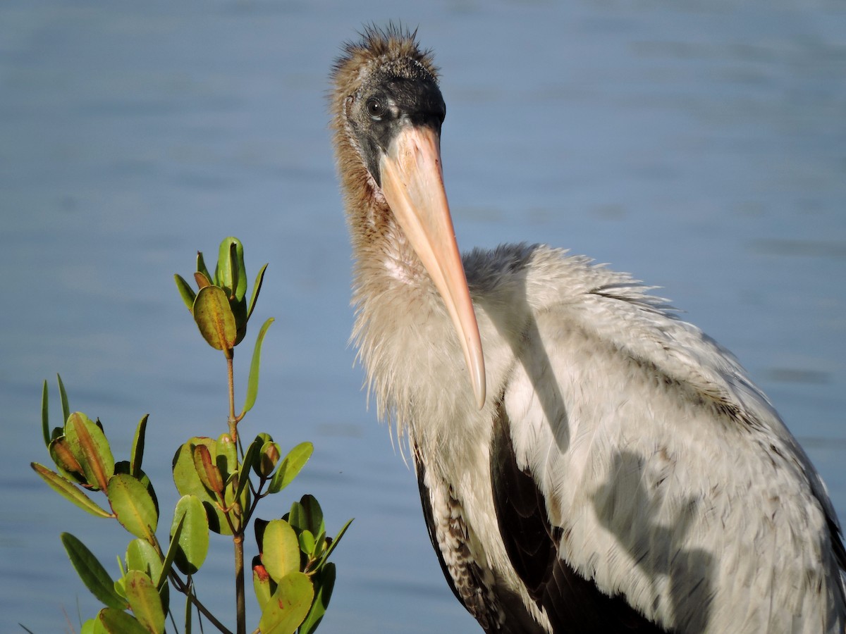 Wood Stork - S. K.  Jones