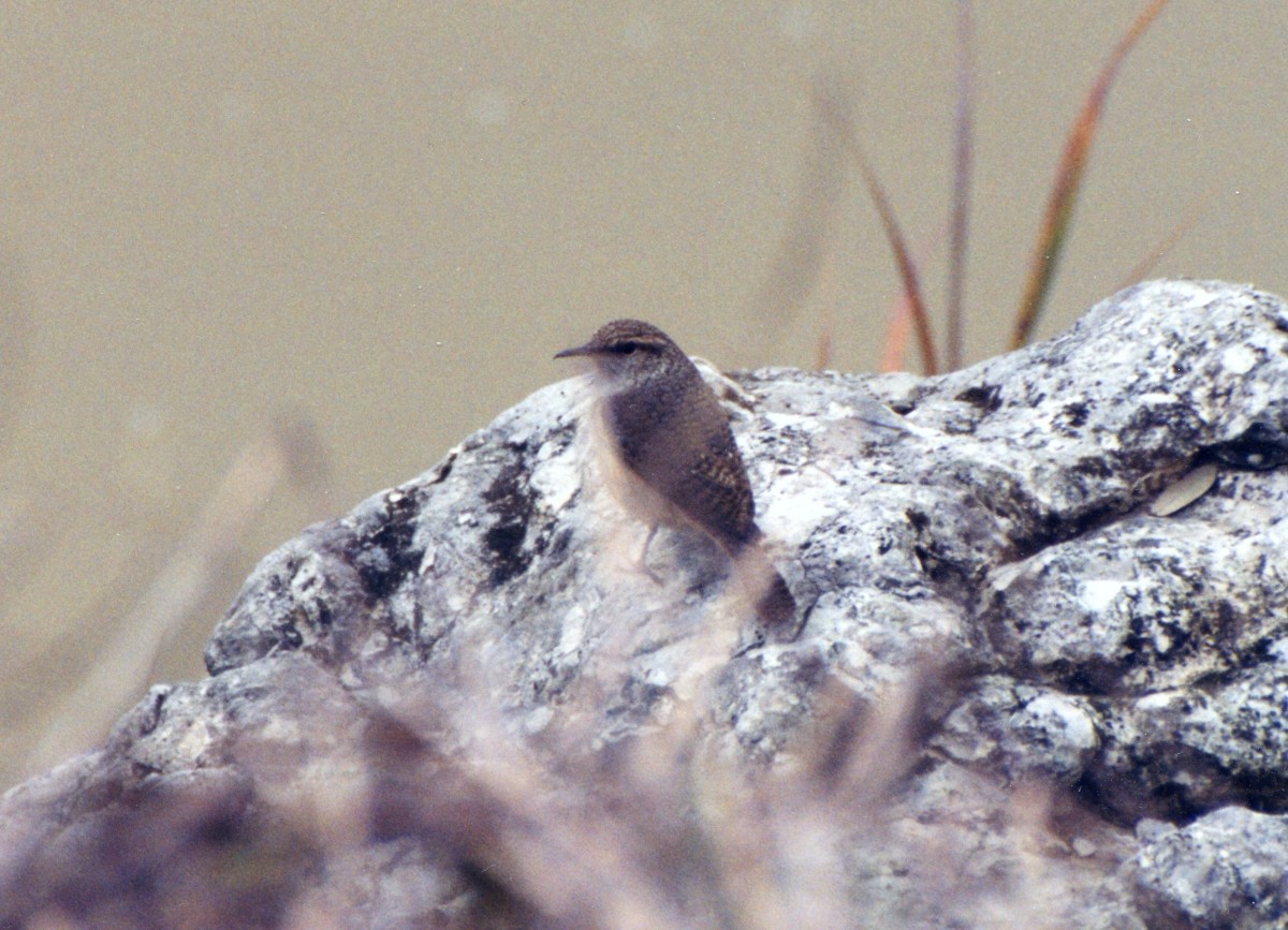 Rock Wren - ML404483761